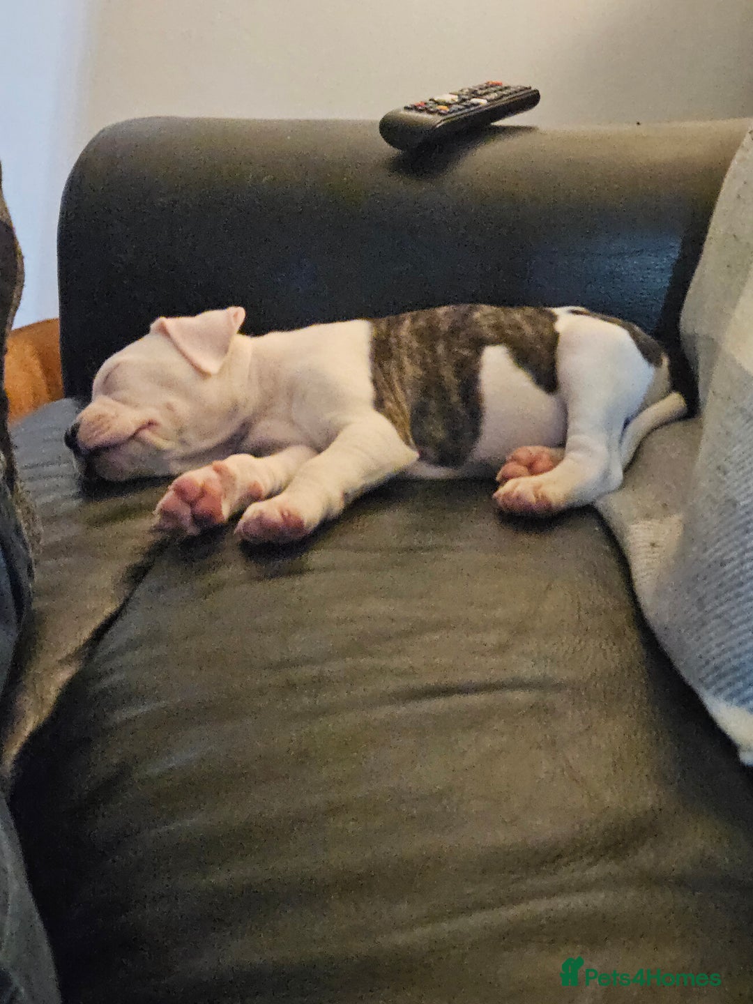 American Bulldog dogs for sale: 14 week female American bulldog puppy  - Advert 6