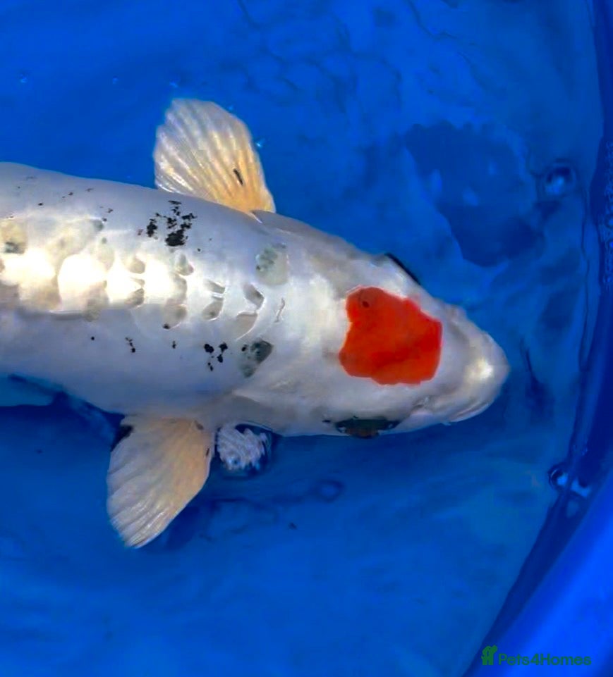 Koi Carp fish Hand selected high quality Japanese Koi - Advert 5