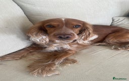 Cocker Spaniel dogs for sale: Cocker spaniel  - Image 1