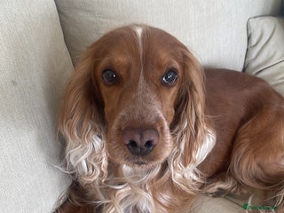 Cocker Spaniel dogs - Advert 35