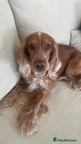 Cocker Spaniel dogs - Advert 5