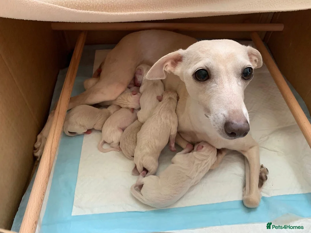 Italian Greyhound dogs for stud: Romeo italian greyhound Russian Import for stud  in Liverpool - Advert 11