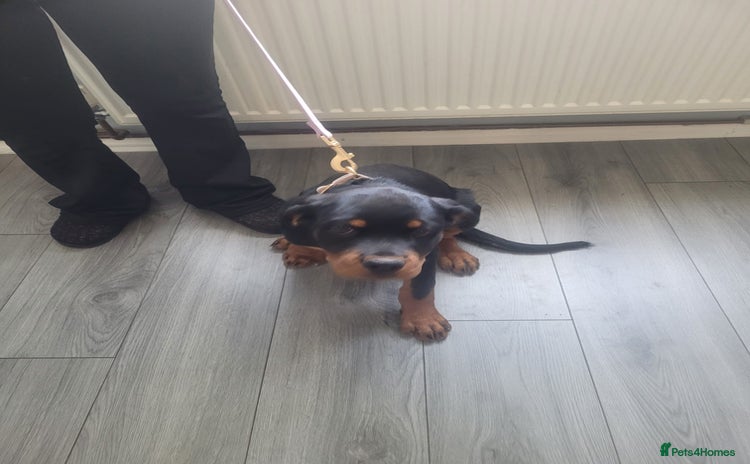 Rottweiler dogs in Stafford - Advert 13