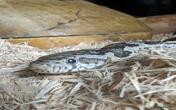 Corn Snake reptiles for sale: 4 Year Old Corn Snake - Image 1