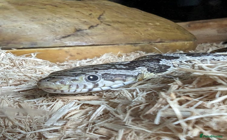Corn Snake reptiles - Advert 1