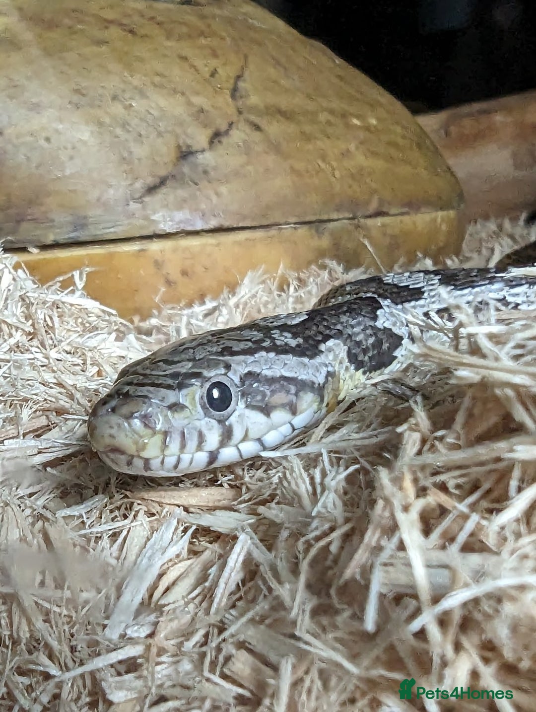 Corn Snake reptiles for sale: 4 Year Old Corn Snake - Image 1