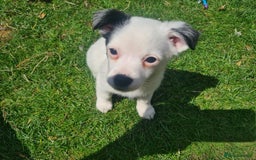 Pomchi dogs for sale: Last male pomchi left - Image 13