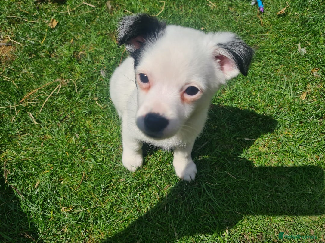 Pomchi dogs for sale: Last male pomchi left - Image 13