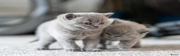 British Shorthair cats for sale: British Shorthair kittens ACTIVE/Non-active - Advert 4