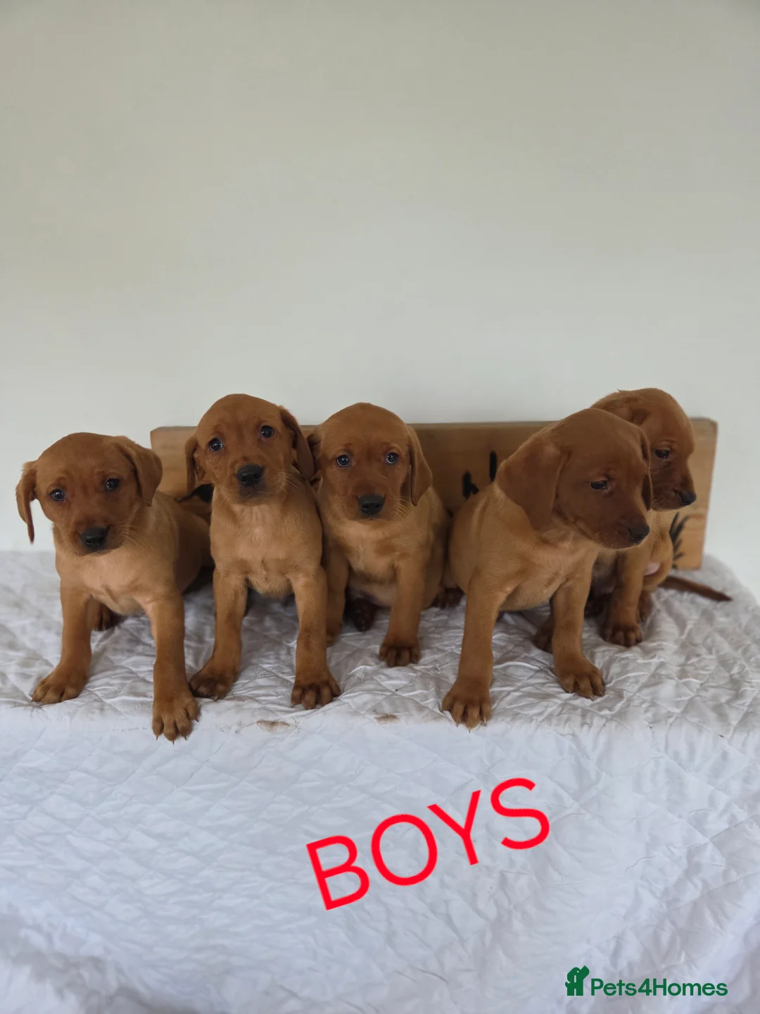 Labrador Retriever dogs for sale: Propa Fox Red lab Pups available  - Advert 21