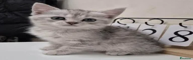 Persian 1