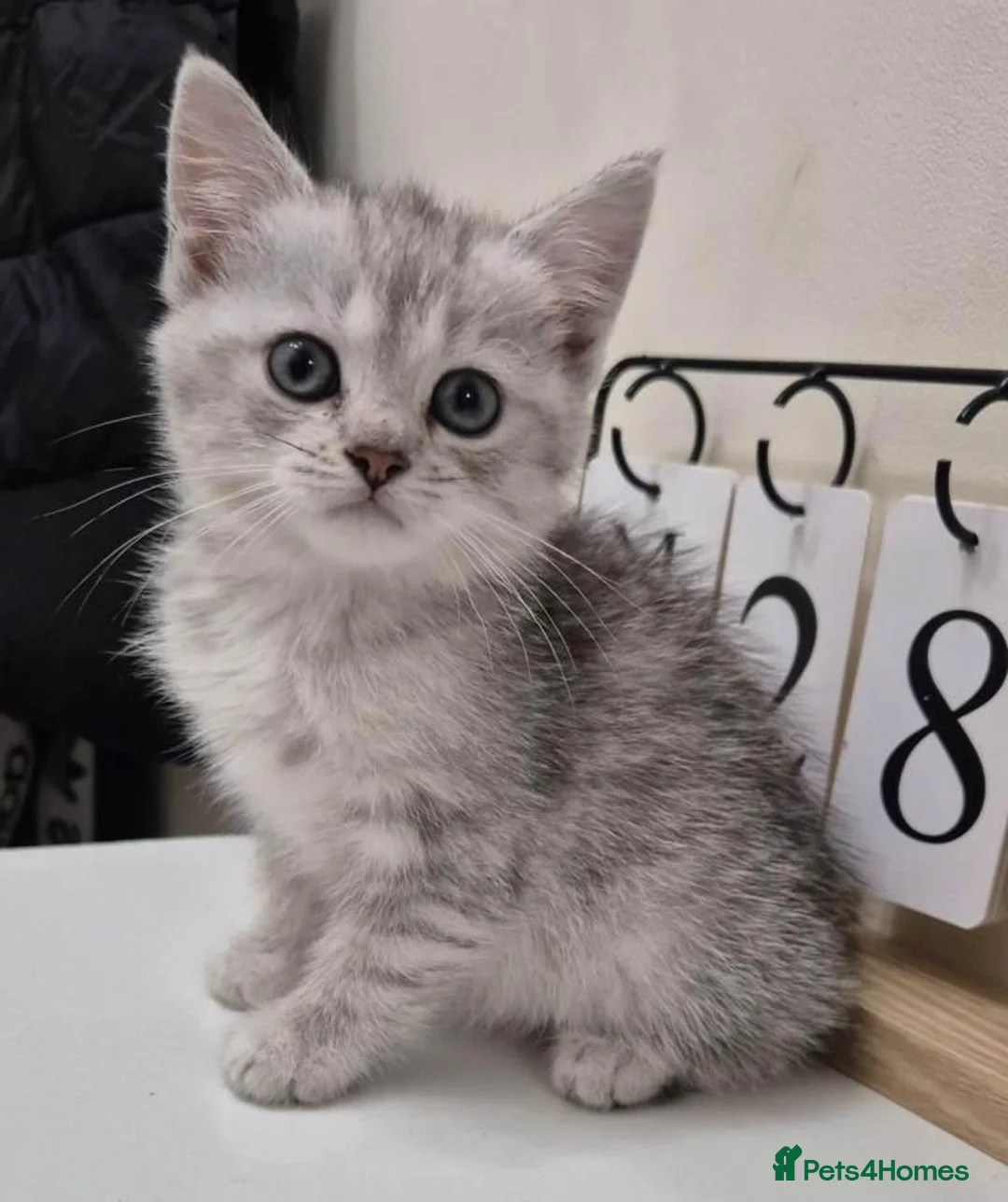 Persian cats for sale: Persian Kittens Looking for Loving Forever - Advert 2