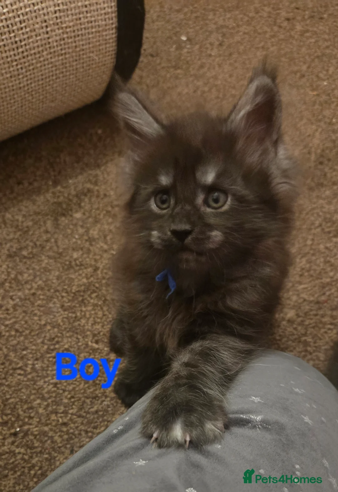 Maine Coon cats for sale: Tica reg Mainecoon kittens 1 boy left - Advert 13