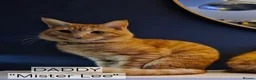 Mixed Breed cats for sale: Beautiful 1/4 maine coon kittens. - Advert 16