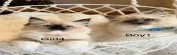 Ragdoll cats for sale: Stunning  European bloodline Ragdoll kittens  - Advert 24