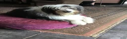 Bearded Collie dogs for sale: Adult Bearded Collie - needs new home in Barnard Castle - Advert 2