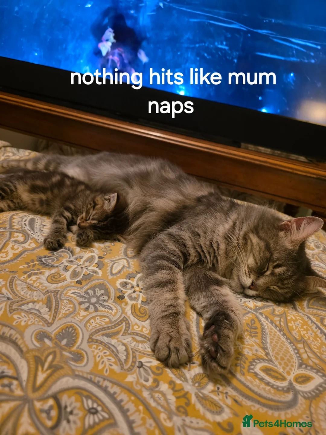 Mixed Breed cats for sale: 2 little girls  - Advert 15