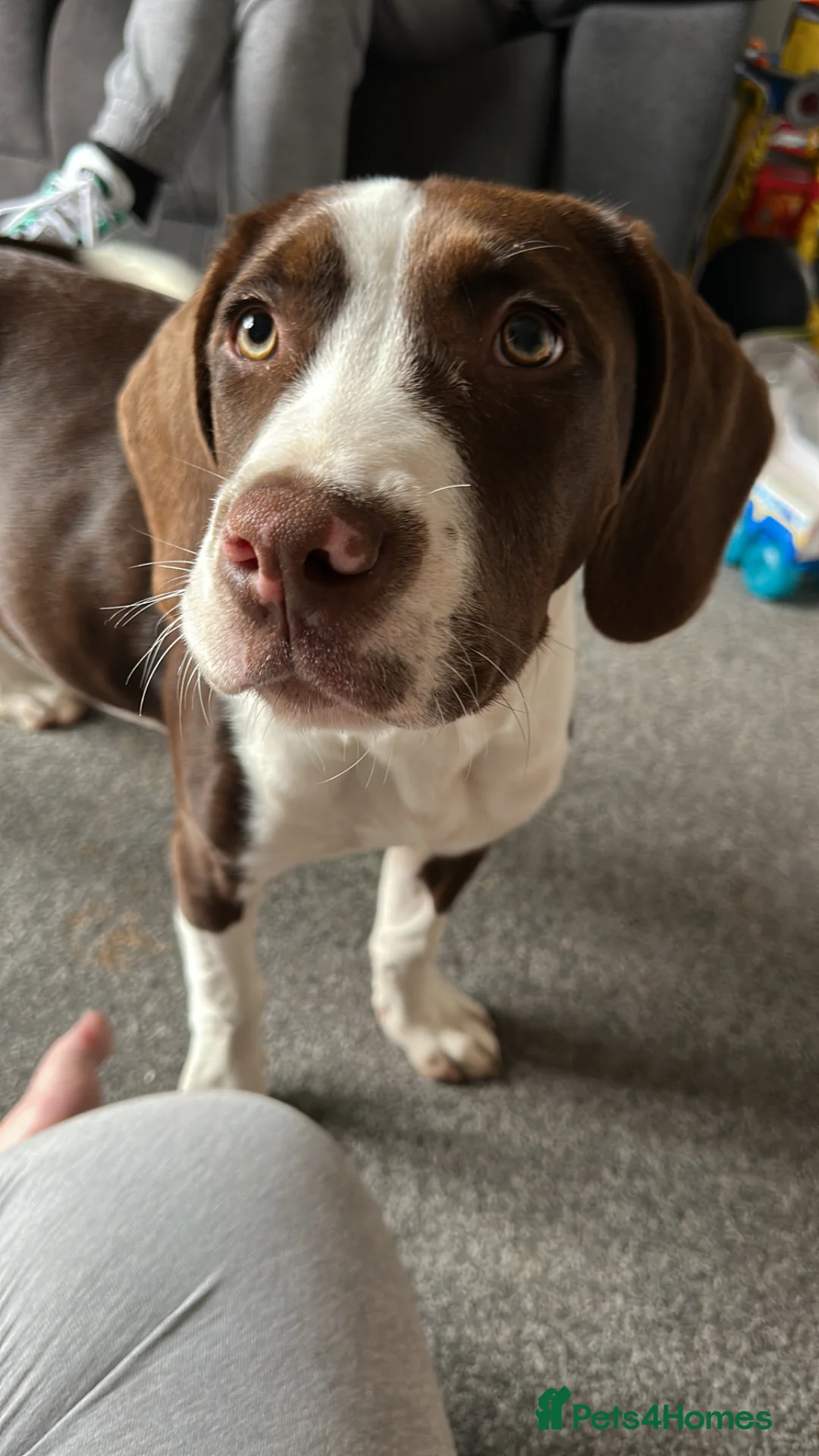 Mixed Breed dogs for sale: Springer spaniel cross  in Derby - Advert 2