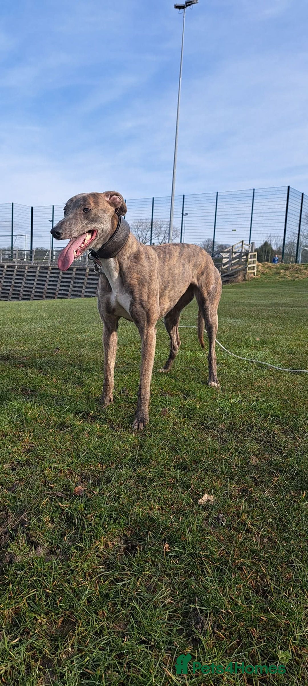 Lurcher dogs for sale: Beautiful litter of Lurcher pups - Advert 2