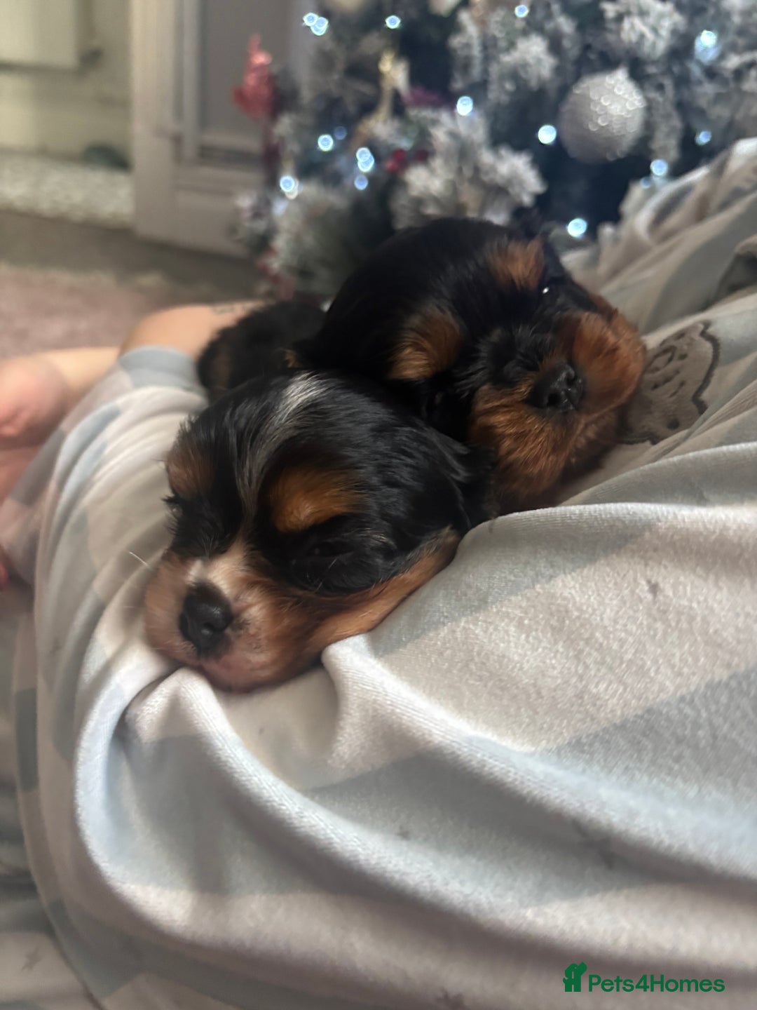 Cavalier King Charles Spaniel dogs for sale: Two beautiful kc boys  - Advert 4