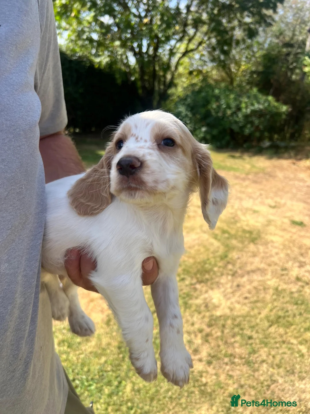 Cocker Spaniel dogs for sale: KC working cocker spaniel lemon roan - Advert 2
