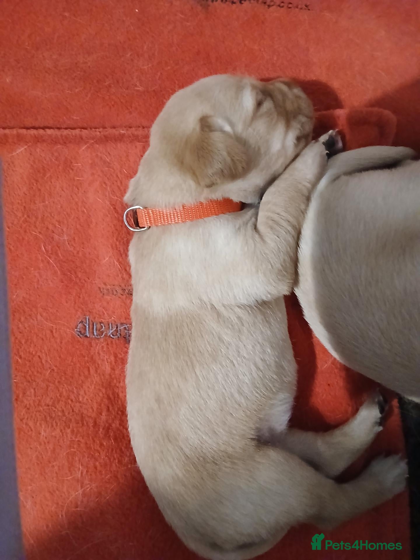 Labrador Retriever dogs for sale: Top Quality KC registered Labrador pups - Advert 2