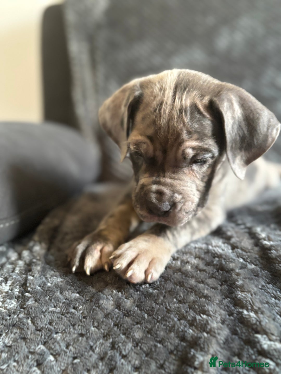 Cane Corso dogs for sale: Beautiful Cane corso Pups  - Image 12