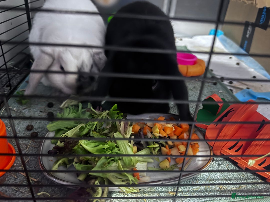 Mini Lop rabbits for sale: 2 mini lops for adoption - Advert 4