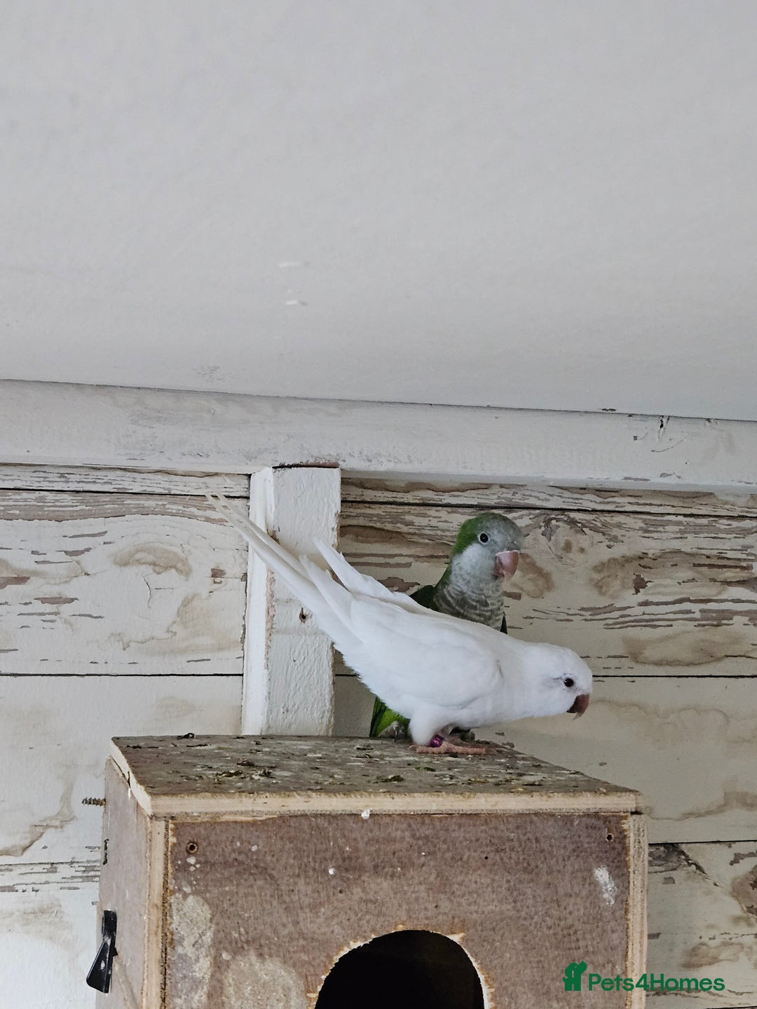 Parrots birds for sale: Pair of quaker parrots for sale  - Image 5