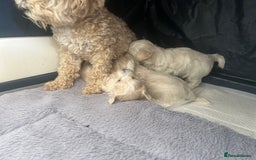 Maltipoo dogs for sale: Champagne and white, extensively health tested - Image 11