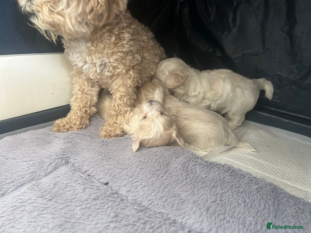Maltipoo dogs for sale: Champagne and white, extensively health tested - Image 11