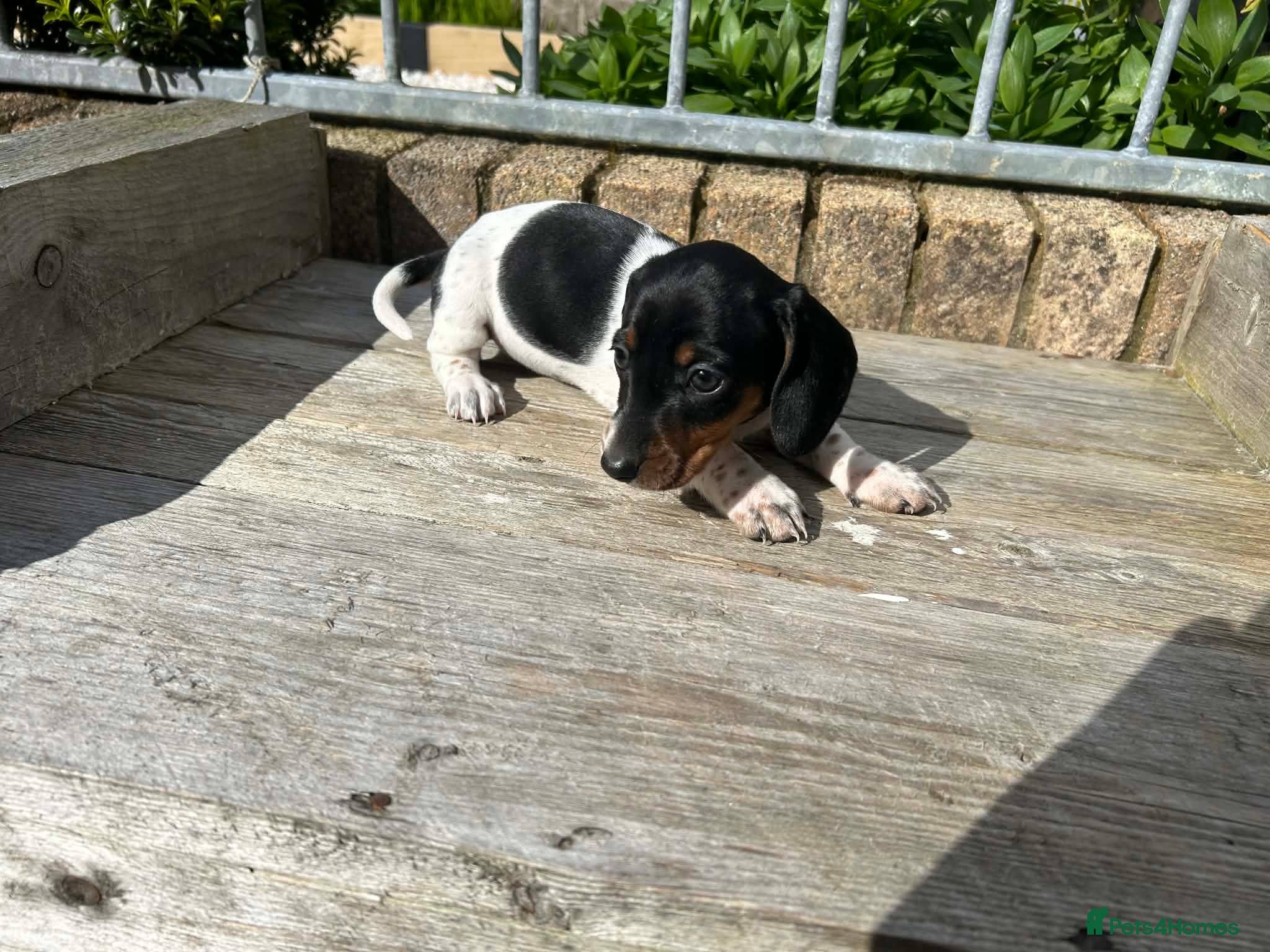 Dachshund dogs MINIATURE DACHSHUND PUPS PIEBALD KC REG PRA CLEAR - Advert 2