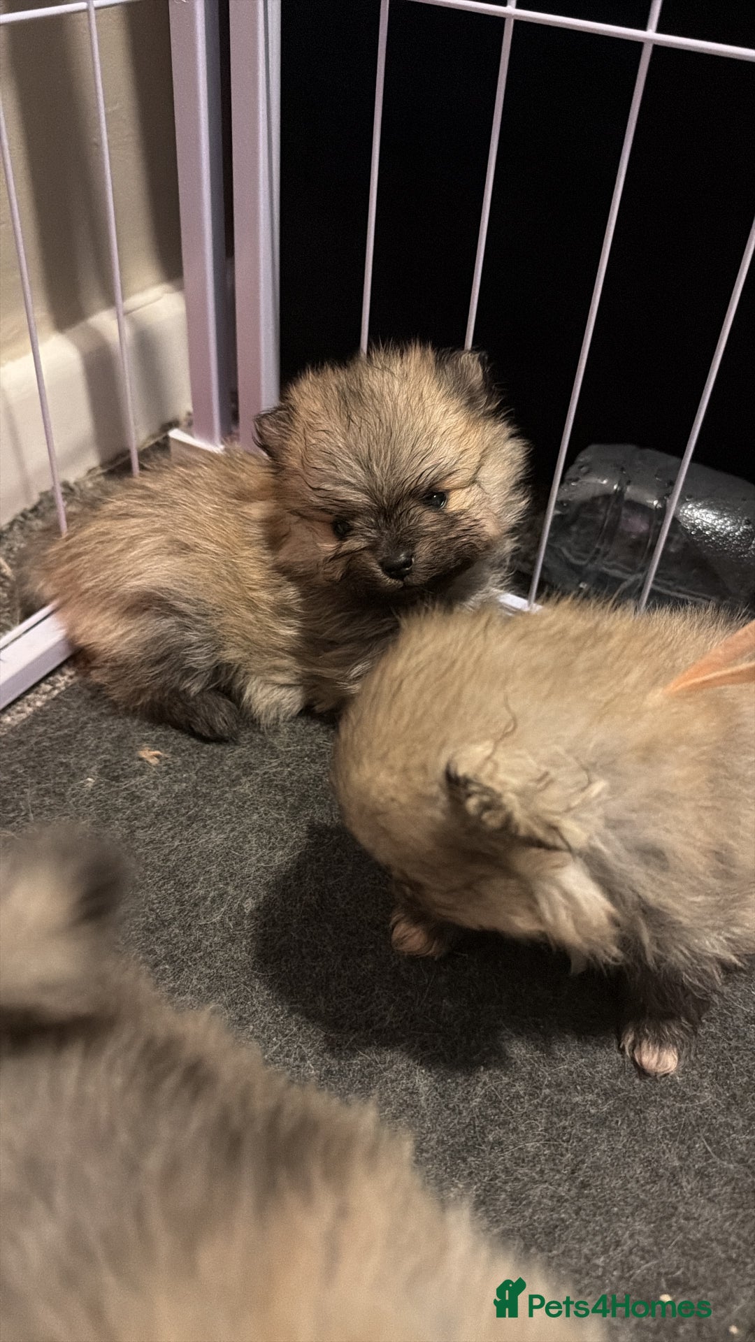 Pomeranian dogs for sale: Kc Pomeranians  - Advert 15