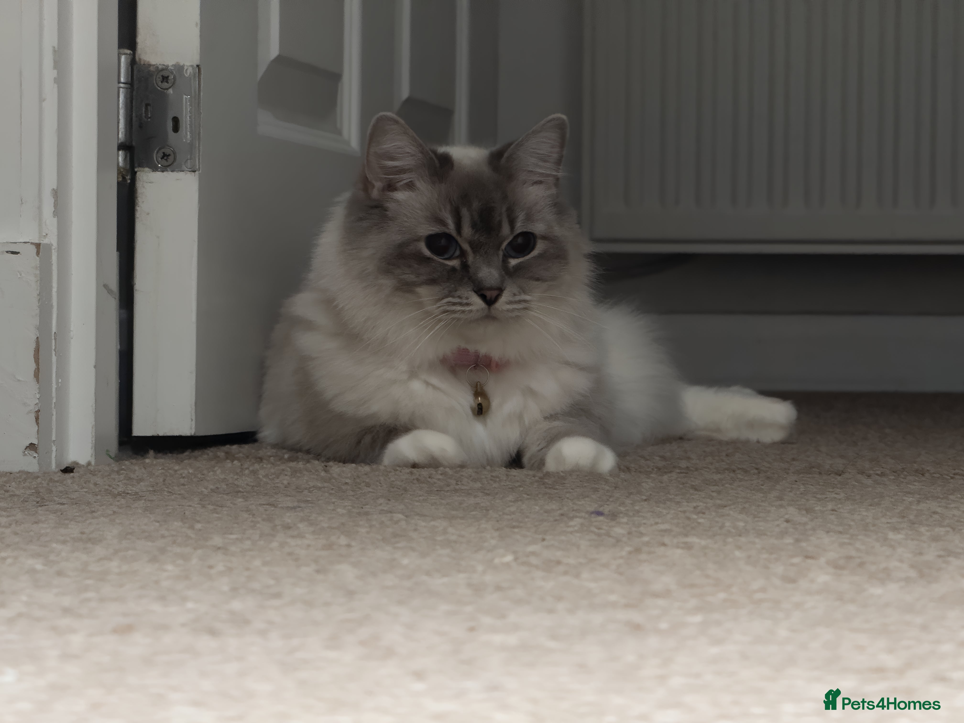 Ragdoll cats Female Ragdoll Cat for Sale (Urgent Rehoming) - Advert 1