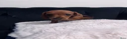 Miniature Dachshund dogs for sale: REDUCED AND READY for their new homes! KC PUPPIES! - Advert 19