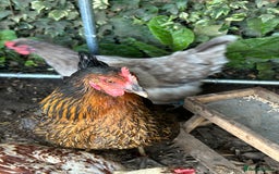 Chickens poultry for sale: 11 chickens for sale  - Image 18