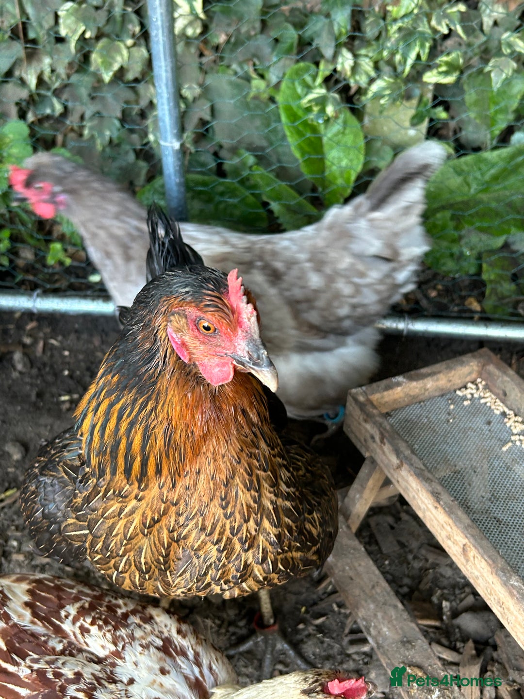 Chickens poultry for sale: 11 chickens for sale  - Image 18
