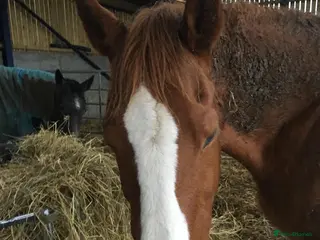 Irish Draught horses Horse training in Oakham - Advert 1