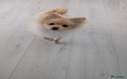Pomeranian dogs for sale: Pomeranian 6 months old cute puppy  - Image 3