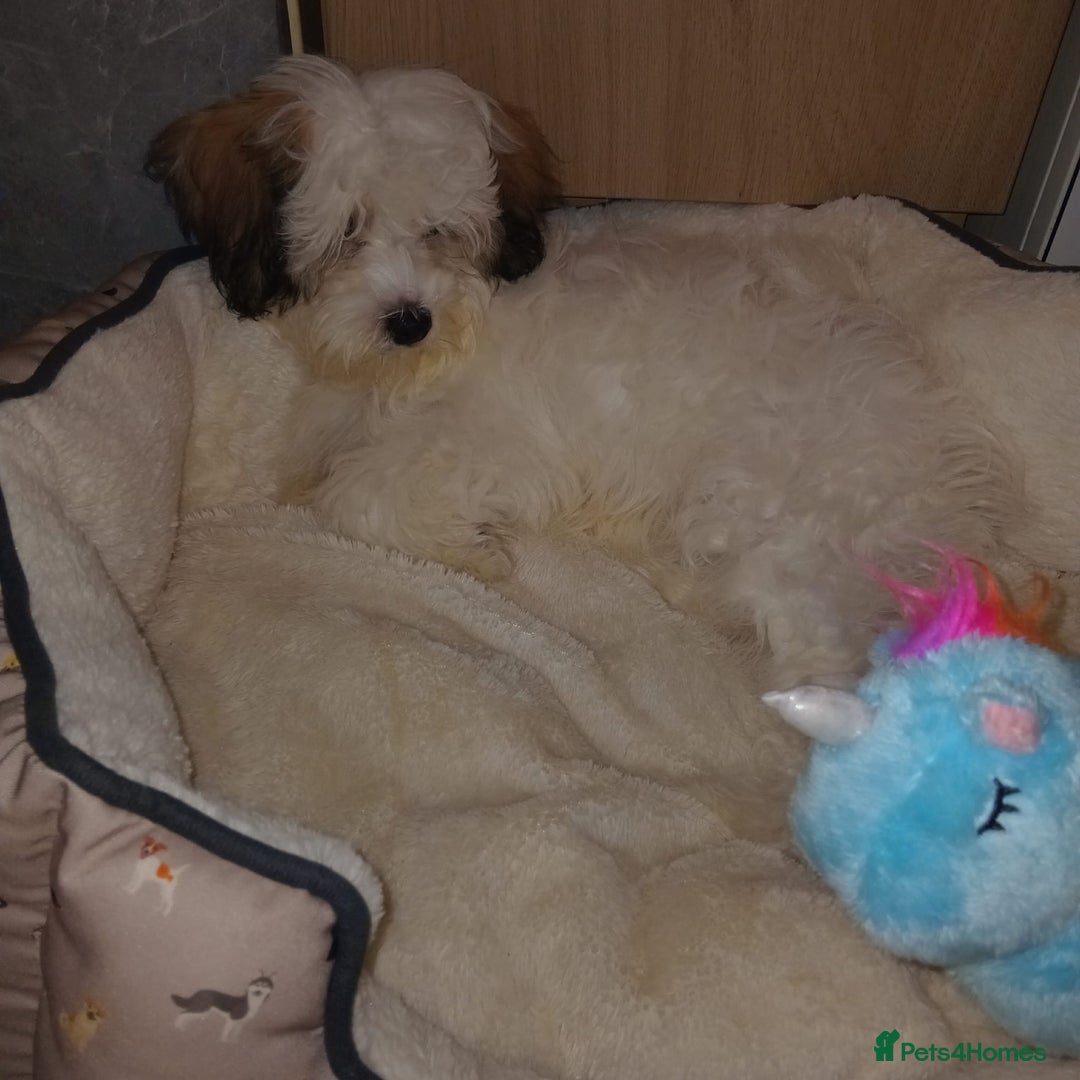 Malshi dogs for sale: Maltese and Malshi Female puppy  - Advert 4