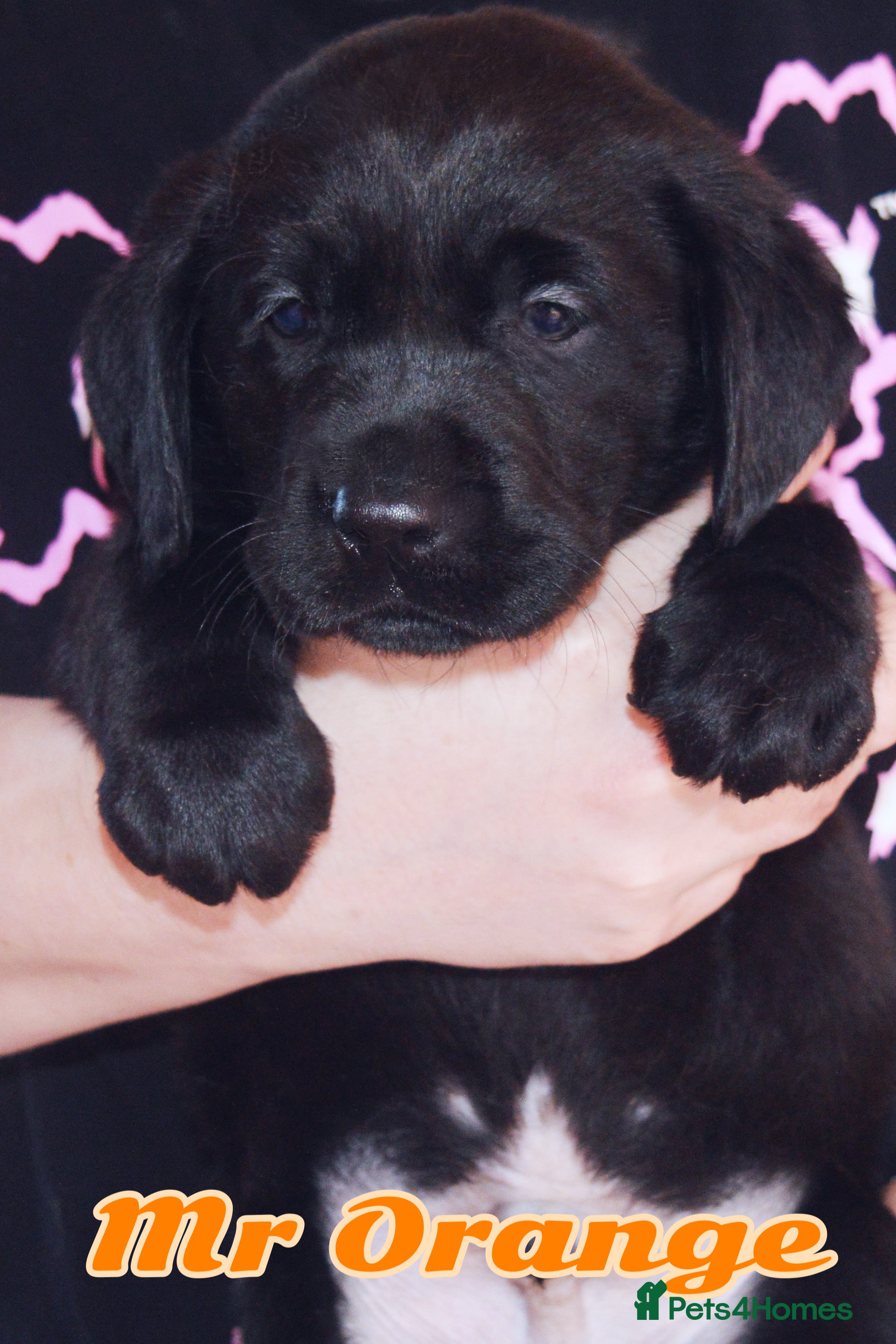 Labrador Retriever dogs EXTENSIVELY HEALTH TESTED KC CHUNKY LABRADORS  - Advert 10