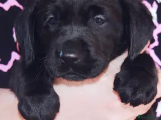 Labrador Retriever dogs EXTENSIVELY HEALTH TESTED KC CHUNKY LABRADORS - Advert 10