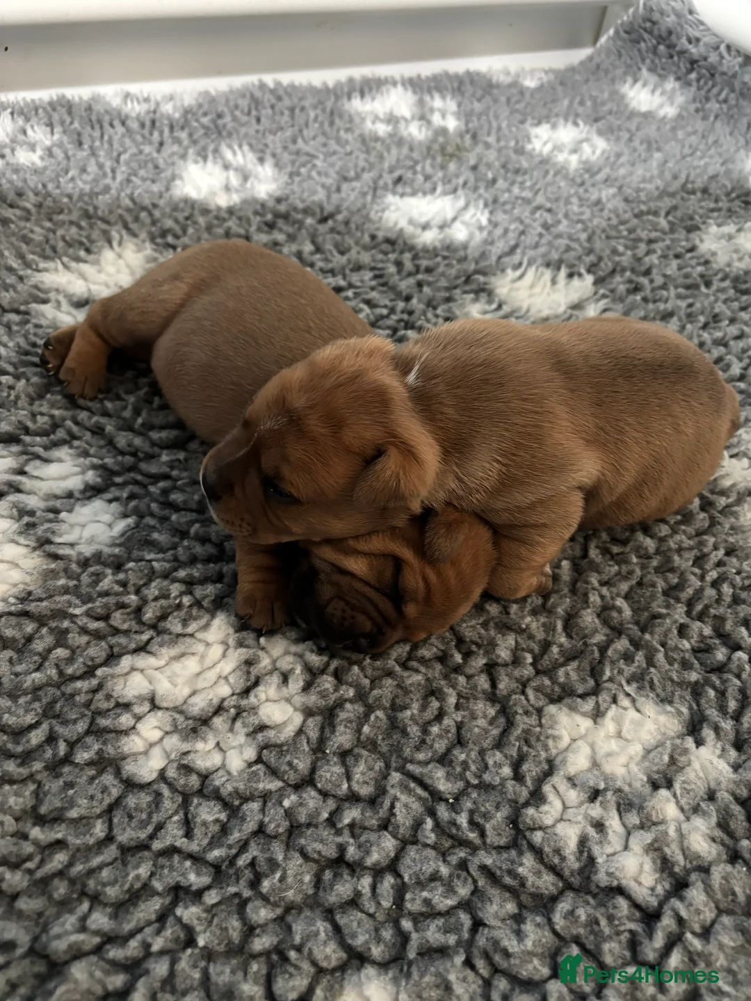 Staffordshire Bull Terrier dogs for sale: Stunning red dog puppies  - Advert 5