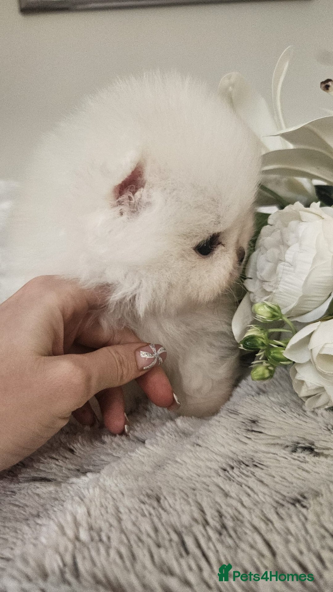 Pomeranian dogs for sale: Little beautiful pomeranians Tamworth  - Advert 4