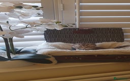 Scottish Fold cats for sale: 😻 Adorable Scottish Fold Kittens For Sale😻 - Image 4