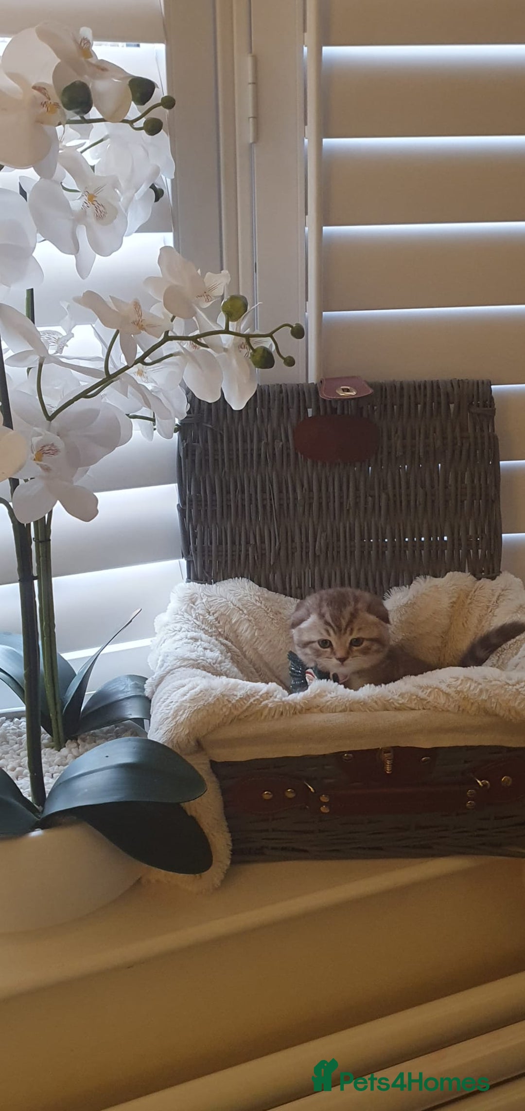 Scottish Fold cats for sale: 😻 Adorable Scottish Fold Kittens For Sale😻 - Image 4