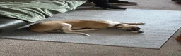 Lurcher dogs for sale: Lurcher Puppy in Bishops Castle - Advert 5