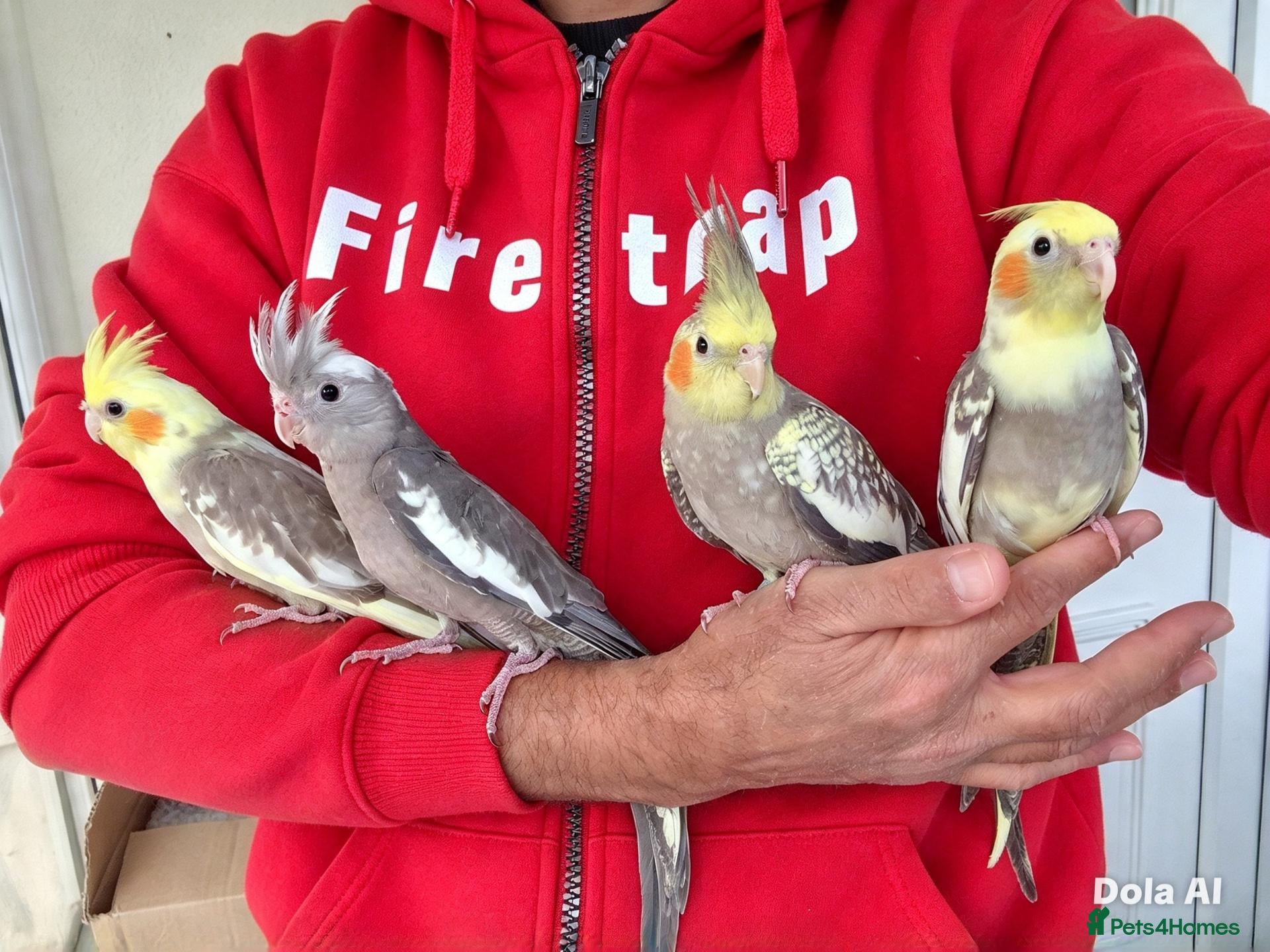 Cockatiels birds super silly hand tamed baby cockatiel - Advert 3
