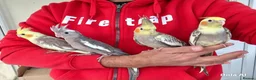 Cockatiels birds for sale: super silly hand tamed baby cockatiel - Advert 6