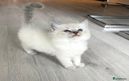 Ragdoll cats for sale: Lynx fluffballs  - Image 4